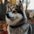 Pomsky Breeders in Maine: Finding the Right Pomsky for You