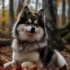 Pomsky Puppies for Sale in MD – Find Your New Furry Friend Today!