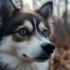 Pomsky Puppies For Sale in Michigan: A Complete Guide to Finding Your New Furry Friend