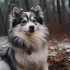 Pomsky Puppies for Sale in Mississippi – Find Your Furry Companion Today!