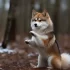 Pomsky Puppies for Sale in Maine: Find Your Furry Companion