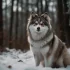 Pomsky Puppies for Sale in Madison WI: Find Your Furry Friend Today!