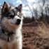 Pomsky Puppies for Sale in Louisville KY