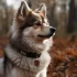 Pomsky Puppies for Sale in Melbourne: Your Ultimate Guide to Adopting a Pomsky