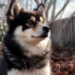Pomskies for Sale in Massachusetts