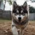 Pomsky Mercado Libre: Find Your Perfect Pomsky on the Popular Marketplace