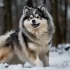 Pomsky Puppies for Sale in Manchester