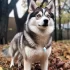 Pomskies for Sale in Los Angeles, CA