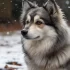 Pomsky Puppies for Sale in Maine: Find Your Furry Companion
