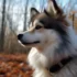 Pomsky Puppies for Sale in Maine: Find Your Perfect Companion