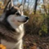 Adorable Pomsky Puppies for Sale in Massachusetts