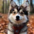 Pomsky Micro: The Ultimate Guide to Raising a Tiny Pomsky