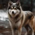 Pomsky Puppies for Sale in Memphis TN: Find Your Furry Companion Today!