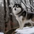 Pomsky Puppies for Sale in MS – Find Your Furry Companion Today!