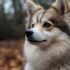 Pomsky Puppies for Sale in Nashville TN: Find Your Perfect Furry Companion