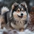 Pomsky Puppies for Sale in Minnesota