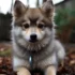 Pomsky Puppies for Sale in ND: Your Guide to Finding a Furry Friend
