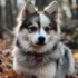 Cheap Pomsky Puppies for Sale Near Me: How to Find Them