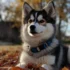 Pomsky Puppies for Sale in New Mexico