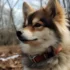 FAQs about Pomsky for Sale Florida