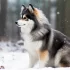 Pomsky Puppies for Sale in Orange County: Find Your Furry Friend Today