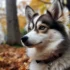 Top 20 Unique Pomsky Names for Male Puppies