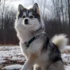 Pomsky Puppies for Sale in Mississippi