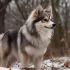 Pomsky Puppies for Sale in Montana – Find Your Perfect Companion!