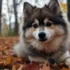 Find Your Furry Friend: Pomsky Puppies for Sale in Montana