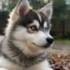 Pomsky Puppies for Sale in Nebraska