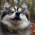 Pomsky Puppies for Sale in NH: Find Your Furry Companion Today!