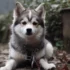 Pomskies for Sale in New Mexico