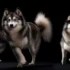 Pomsky Puppies for Sale in NJ