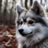 Pomsky Puppies for Sale in NJ