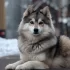 Pomsky Puppies for Sale in New York