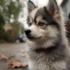 Pomsky Puppies for Sale in NH: Find Your Furry Companion Today!