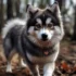 Pomsky Puppies for Sale on Oahu