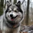 Pomskies for Sale in Omaha: Your Ultimate Guide to Finding the Perfect Companion