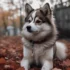 Pomsky Puppies for Sale in Ocala, FL