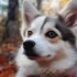 Find Your Perfect Pomsky Puppy in Ohio