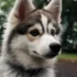 Pomsky Puppies for Sale in Orange County CA