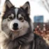 Pomsky Puppies for Sale in Oregon: Find Your Perfect Companion