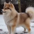 Pomsky Puppies for Sale in NY: Find Your New Furry Friend Today!