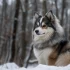 Pomsky Puppies for Sale in Omaha, NE