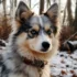 Pomsky Puppies for Sale in Orange County CA