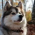 Pomsky Puppies for Sale in Oregon: Find Your Perfect Companion