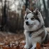 Find Your Perfect Pomsky on OLX