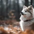 Pomsky Puppies for Sale in Orange County