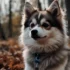 Pomsky Puppies for Sale in Pittsburgh PA