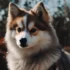 Pomsky Puppies for Sale in Orlando FL – Find Your Perfect Companion Today!